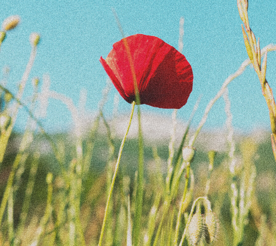 A 90s style photograph of a single poppy standing tall in a green field representing strength and resilience.